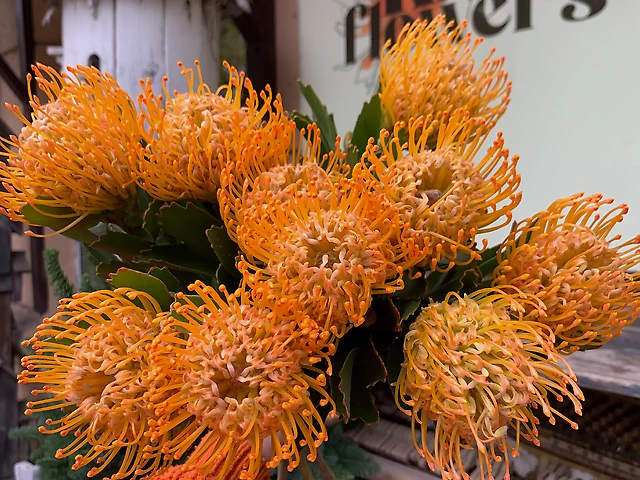 Леукоспермум