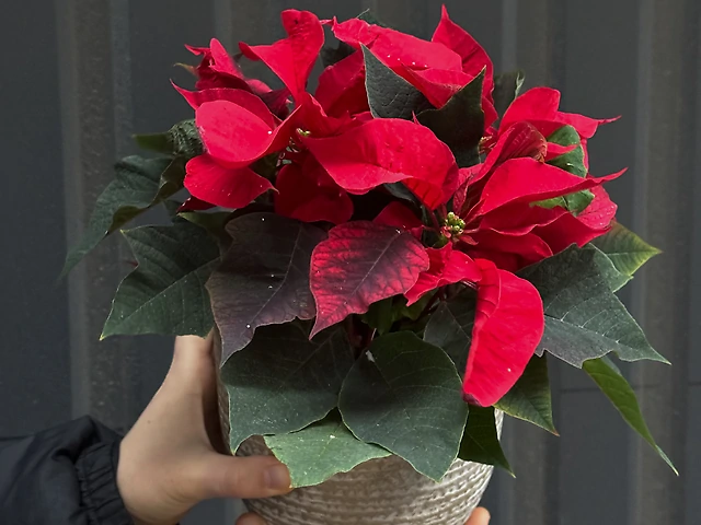 Пуансеттія