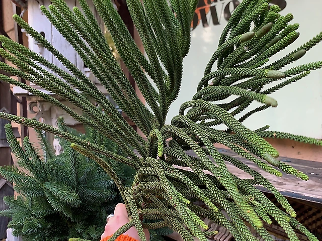 Араукарія австалійська хвоя