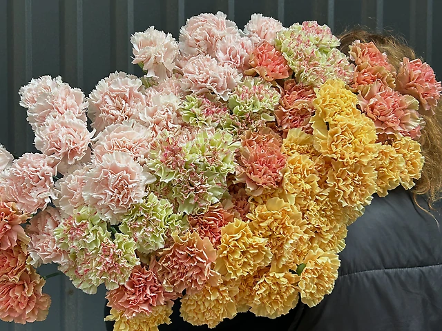 Гвоздика мікс