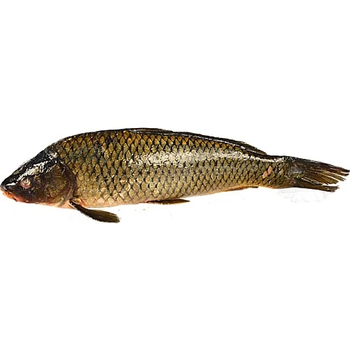 Короп великий