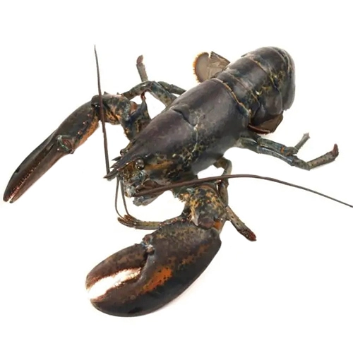 Лобстер Selects