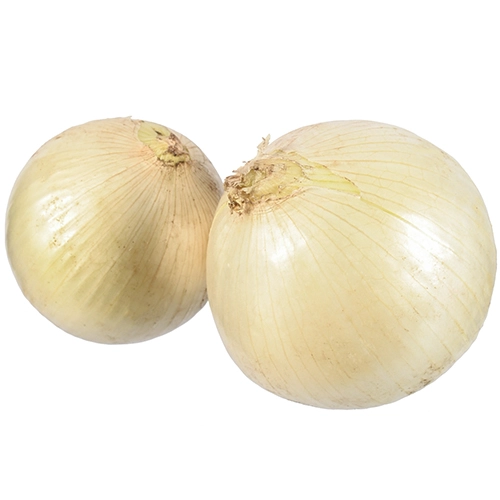 Цибуля біла