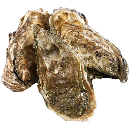 Устриці Бiла Перлина 2 дем