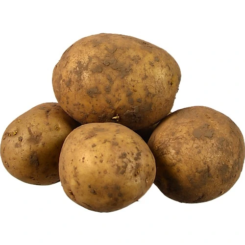 Картопля біла