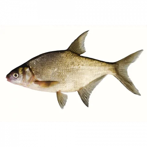 Риба Лящ свіжий (600 +) ваг.