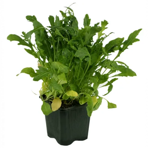 Салат Бостон` шт.`